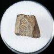 Hadrosaur (Duck-Billed Dinosaur) Tooth - Judith River #14820-2